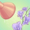 Innaffiare le orchidee