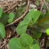 Utilizzando foglie di origano per fare una medicina per la tosse