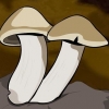 Funghi in crescita