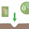 Erba di pampa in crescita