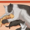 Regalare gattini appena nati
