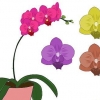Cura delle orchidee phalenopsis (orchidee a farfalla)