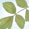 Quercia velenosa disinnescata