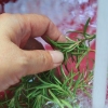 Fare l'olio di rosmarino