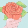 Piantare rose