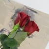 Mantenere le rose fresche