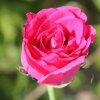 Essiccare i petali di rosa