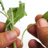 Salvia essiccante