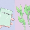 Salvia crescente