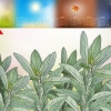 Salvia da potatura