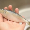 Preparare le sardine