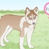 Allevamento di siberian husky
