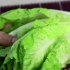 Mantieni la lattuga fresca