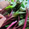 Preparazione e cottura delle bietole