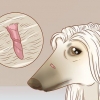 Rimuovere le etichette della pelle nei cani