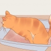 Ridurre lo stress nei gatti