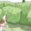 Prevenire le zecche nei cani