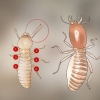 Identificazione delle larve di termiti