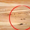 Riconoscere il danno da termite