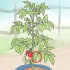 Potatura dei pomodori da cortile