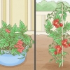 Coltivare pomodori al chiuso