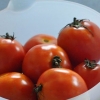 Pomodori in scatola