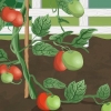 Lega i pomodori