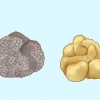 Tartufi in crescita