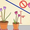 Coltivare i tulipani in vaso