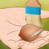 Conservazione dei bulbi di tulipano