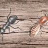Sbarazzati delle formiche carpentiere
