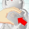 Sbarazzarsi della forfora del gatto