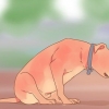 Sbarazzati delle tenie negli animali domestici