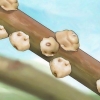 Sbarazzati delle cocciniglie