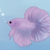 Determinare se il tuo pesce betta è malato
