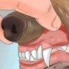 Riconoscere l'avvelenamento nei cani
