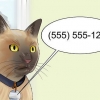 Muoversi con un gatto