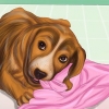 Ferma il comportamento distruttivo nei cani