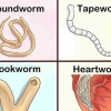 Identificazione di diversi vermi nei cani