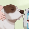 Uccidere le pulci nei cani