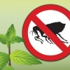 Rimuovere le pulci con la menta piperita