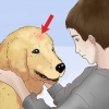 Trattare i morsi delle pulci nei cani