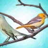 Attirare gli uccelli
