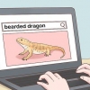 Prendersi cura di un drago barbuto