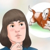 Prendersi cura di un cucciolo di beagle