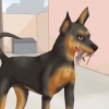 Prendersi cura di un pinscher in miniatura