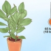 Prendersi cura di un ficus