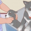Prendersi cura di un husky