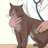 Prendersi cura di un gatto con felv