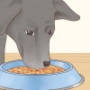 Prendersi cura di un labrador retriever